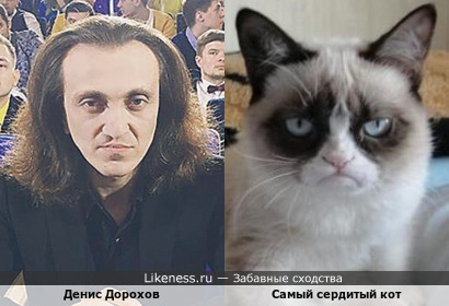 Денис Дорохов и Самый Сердитый Кот