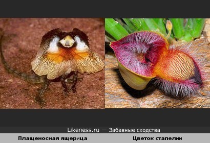 Ящерица похожа на цветок