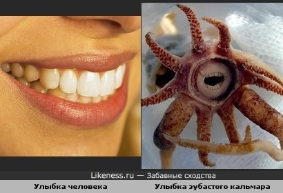Зубки кальмара очень похожи на человечьи