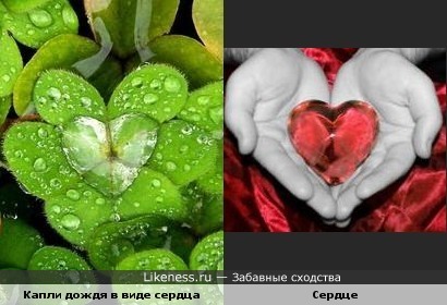 Капли дождя на листочке растения похожи на сердце