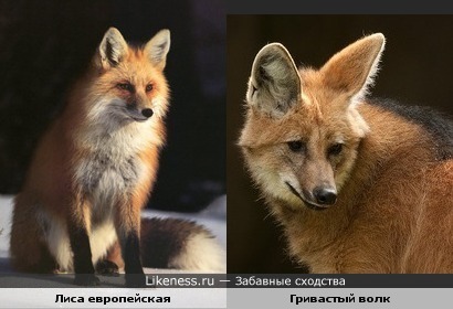 Европейская лиса и гривастый волк очень-очень похожи (вот так кумовья!)
