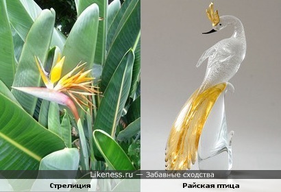 Цветок стрелиции похож на райскую птицу