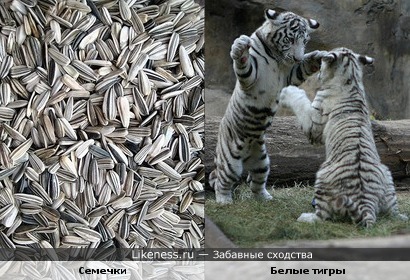 Семечки похожи на белых тигров