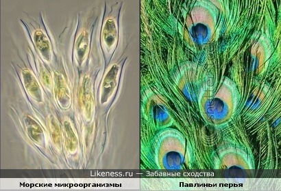 Морские микроорганизмы похожи на перья павлина