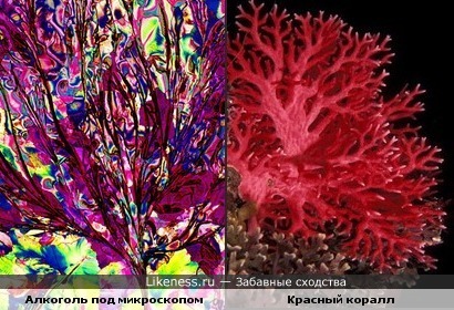 Алкоголь под микроскопом очень похож на красный коралл
