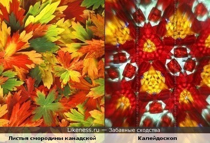 Осенние листья напомнили узор из калейдоскопа