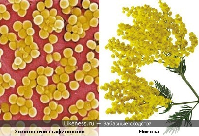 Золотистый стафилококк похож на цветы мимозы