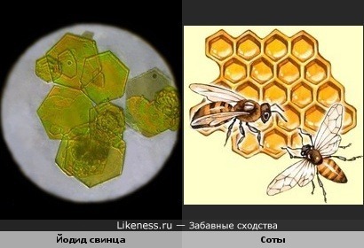 Йодид свинца под микроскопом похож на пчелиные соты