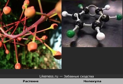 Растение похоже на молекулу