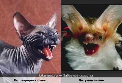 Коты-сфинксы похожи на летучих мышей