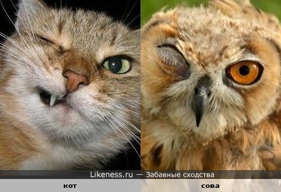 Кот и сова имеют определённое сходство
