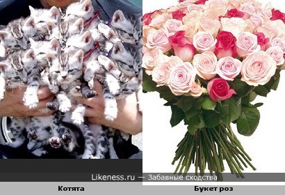 Букет котят похож на букет роз