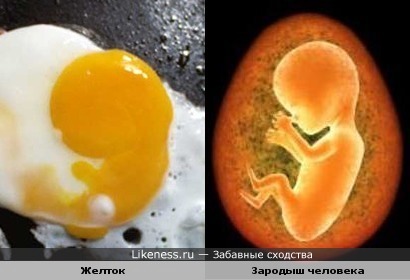 Желток VS Эмбрион человека