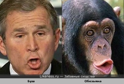 Буш похож на обезьяну