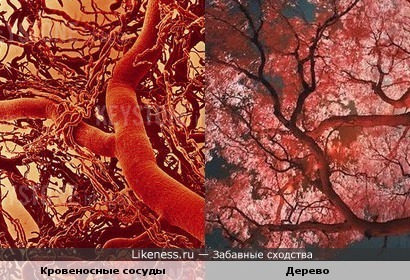 Кровеносные сосуды похожи на дерево
