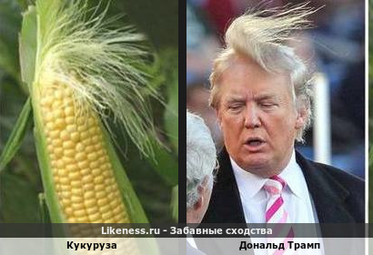 Кукуруза похож на Дональда Трампа