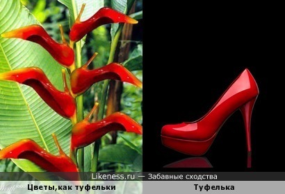Цветы напоминают туфли