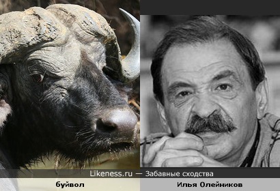 Илья Олейников и буйвол