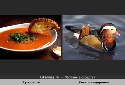 Суп-пюре с хлебом похож на утку-мандаринку