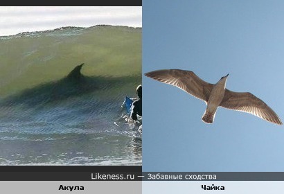 Акула похожа на чайку