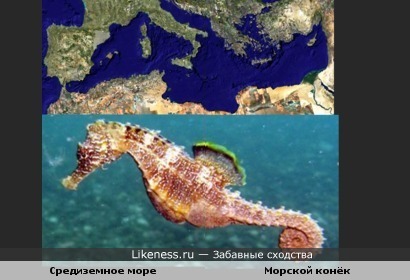 Средиземное море похоже на морского конька