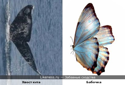 Хвост кита похож на крылья бабочки