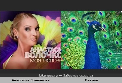 Анастасия Волочкова похожа на павлина
