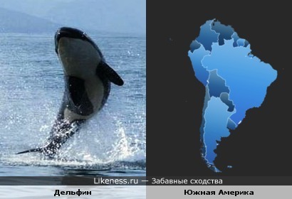Этот представитель китообразных очертаниями напомнил мне Южную Америку