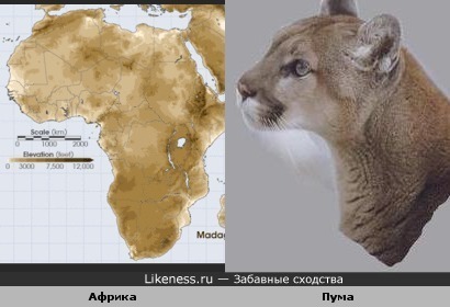 Очертания Африки похожи на профиль пумы