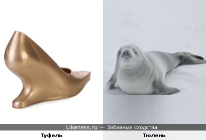 Дизайнерский туфель похож на тюленя