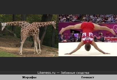 Два жирафа напоминают гимнаста на вольных упражнениях