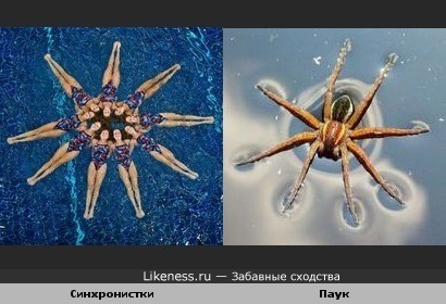 Фигура из синхронного плавания похожа на паука