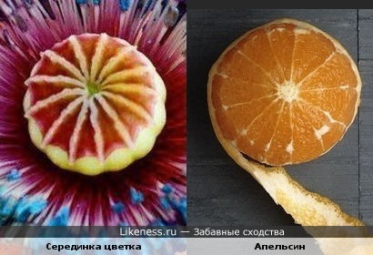 Серединка цветка похожа на апельсин