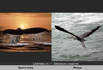 Хвост кита похож на взлетающую птицу