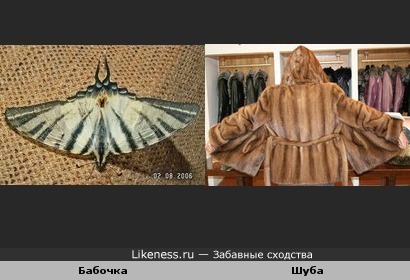 Крылья бабочки похожи на шубу