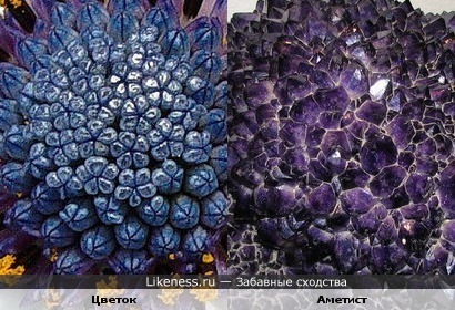 Серединка цветка похожа на кристаллы минерала