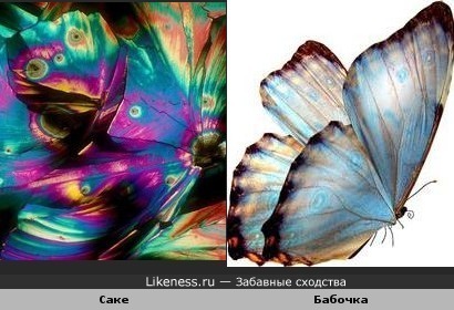 Саке под микроскопом похоже на крылья бабочки
