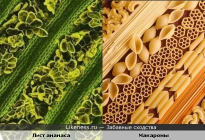 Лист ананаса под микроскопом похож на макароны