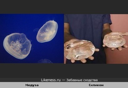 Медузы похожи на силиконовые имплантанты
