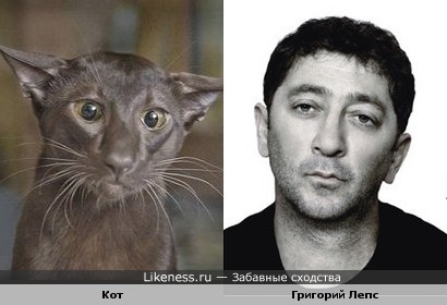 Кот и Григорий Лепс похожи