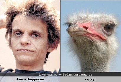 Антон Андросов похож на страуса