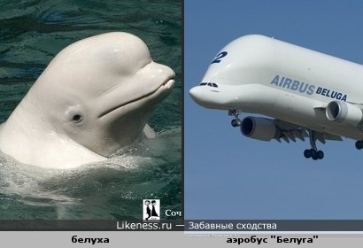 Самолет похож на кита белуху