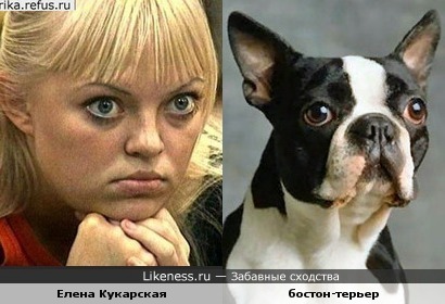Елена Кукарская похожа на эту собаку