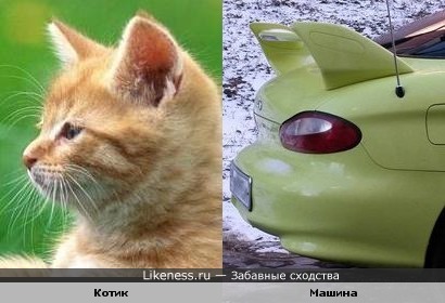 Котик похож на машину