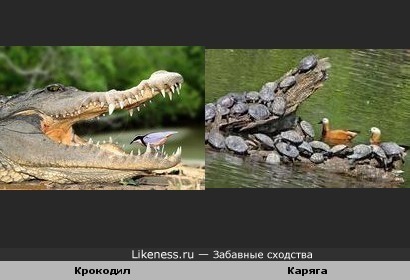 Крокодил похож на Карягу