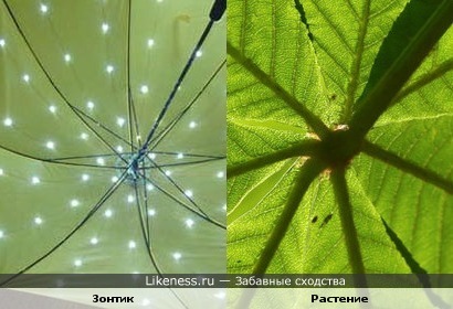 Зонт похож на растение