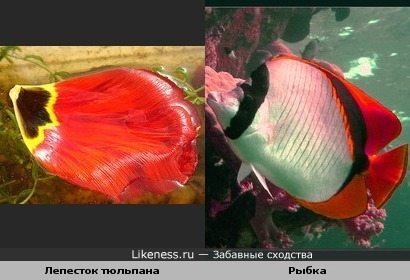 Лепесток тюльпана похож на рыбку