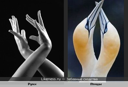 Руки похожи на птиц