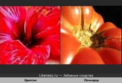 Цветок похож на помидор(или наоборот)