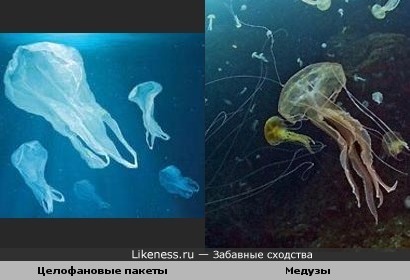 Целлофановые пакеты похожи на медуз